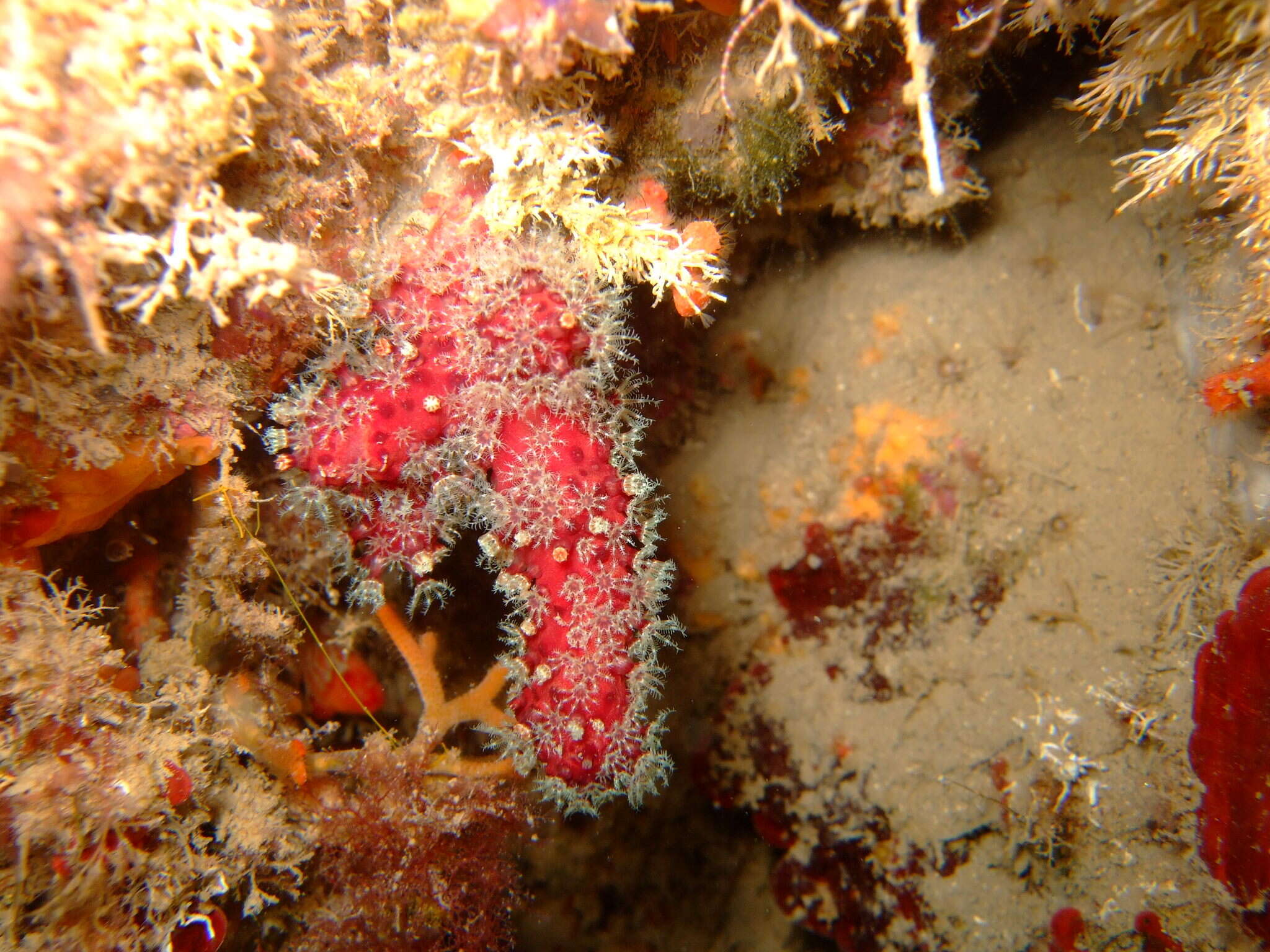 Imagem de Alcyonium acaule Marion 1878