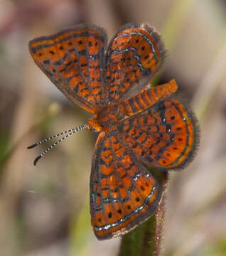 Image of Little Metalmark