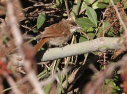 Image of Terrestrial Brownbul