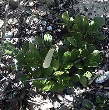 Image of Nepheronia buquetii (Boisduval 1836)