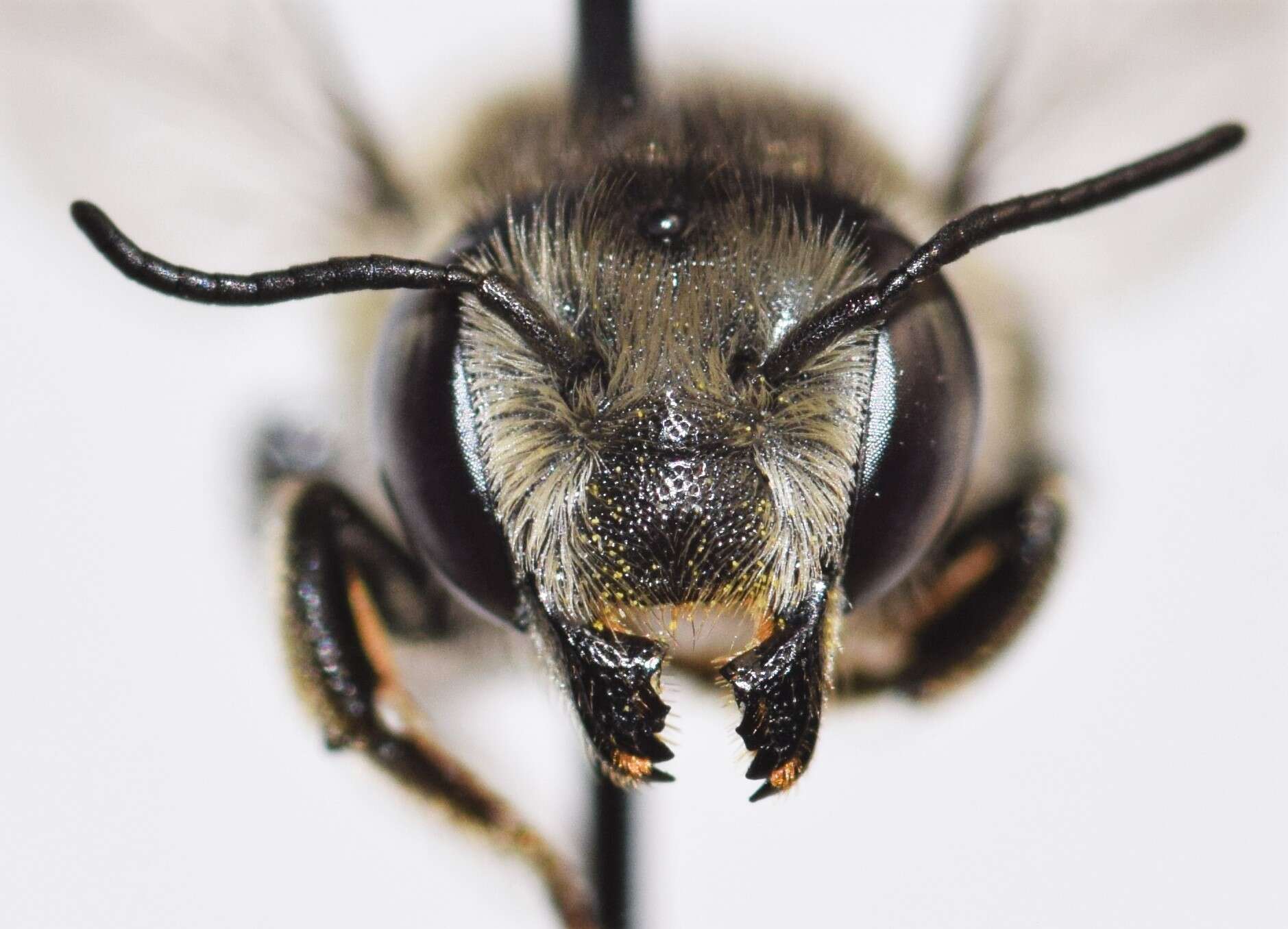 Megachile brevis Say 1837 resmi