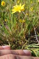 Image de Agoseris heterophylla var. cryptopleura Greene