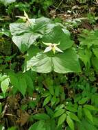 Image of Trillium erectum var. album (Michx.) Pursh