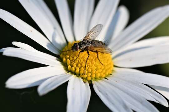 Image of Dinera grisescens (Fallen 1817)