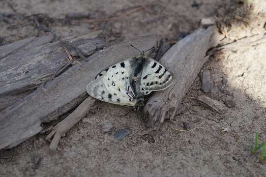 Image de Parnassius tenedius Eversmann 1851