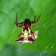 Image of Micrathena schenkeli Mello-Leitão 1939