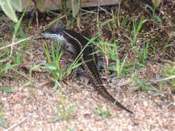 Image of Mulanje Skink