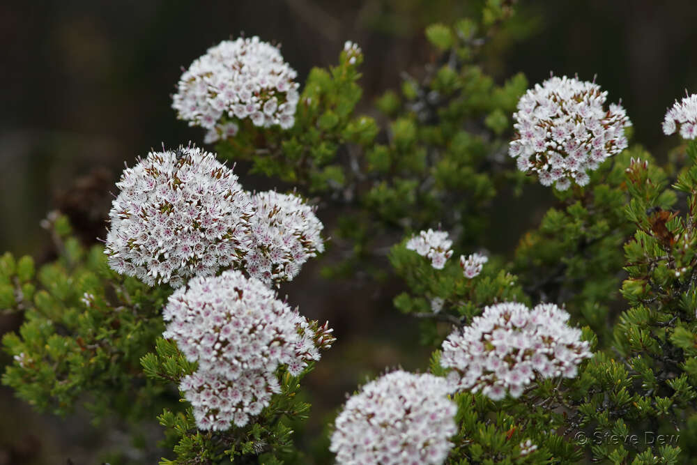 Verticordia minutiflora F. Müll. resmi