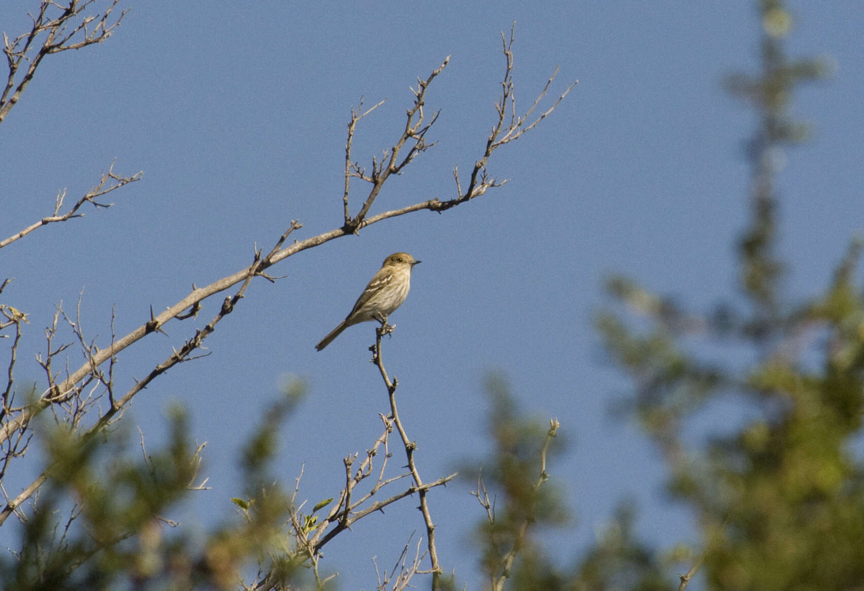 Image of Cinereous Tyrant