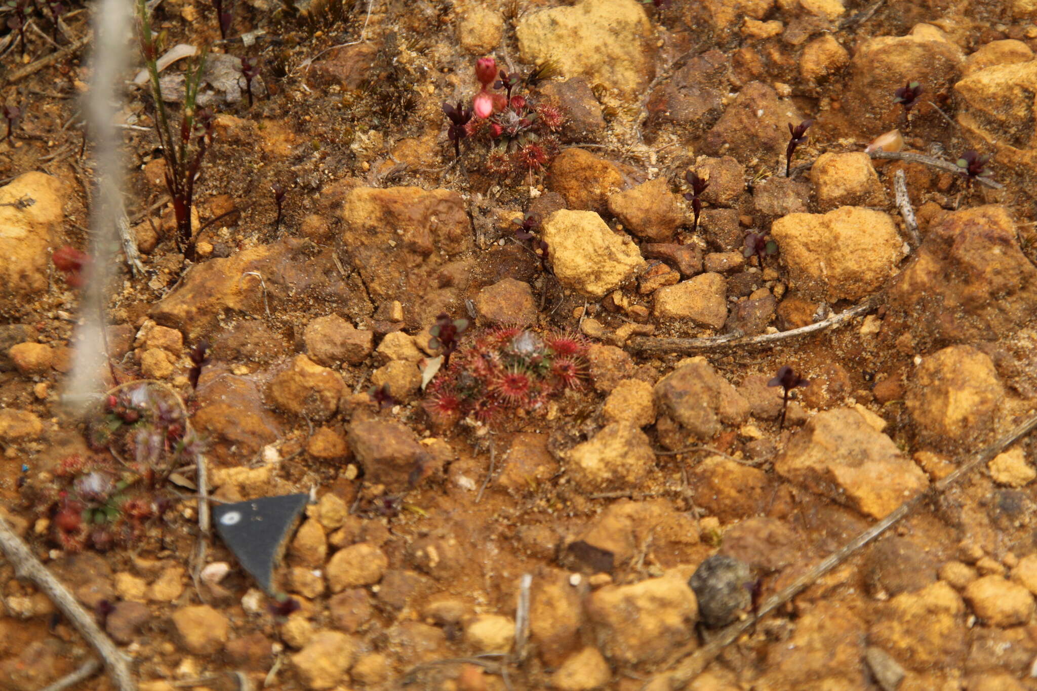 Image of Drosera platystigma Lehm.