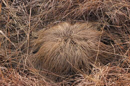 Image of prairie dropseed