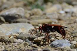 Слика од Cryptocheilus rubellus (Eversmann 1846)