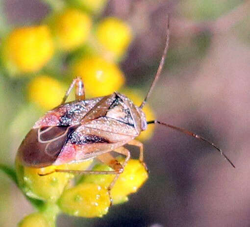 Image of Polymerus basalis (Reuter 1876)