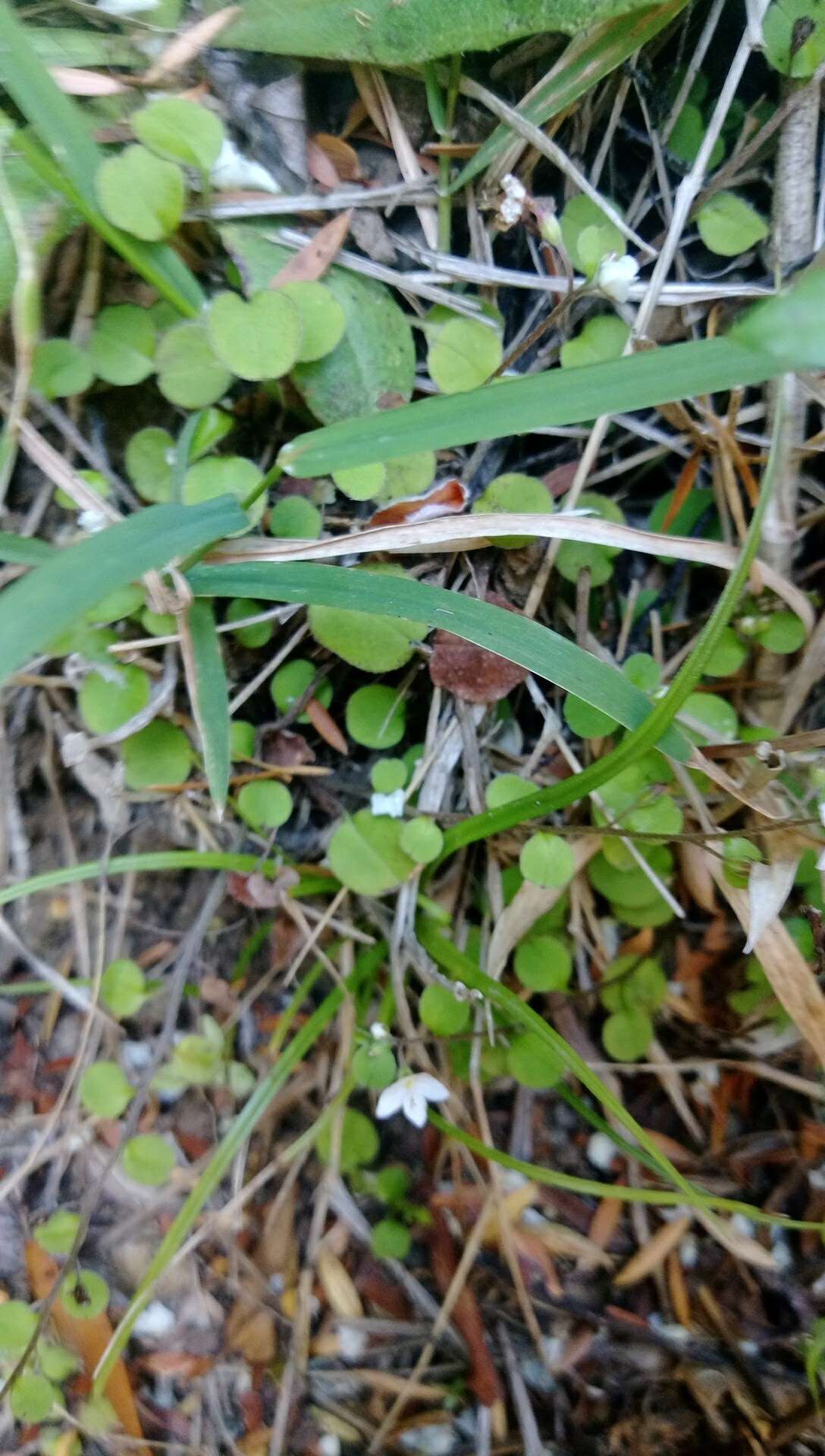 Imagem de Myosotis spathulata Forst. fil.