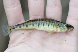 Image of Logperch