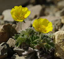 Image de Potentilla subvahliana B. A. Jurtzev