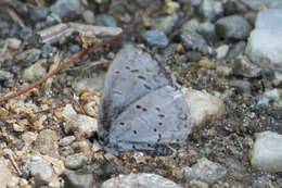 Image of Celastrina serotina Pavulaan & D. Wright 2005