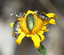 Image of Acmaeodera resplendens Van Dyke 1937