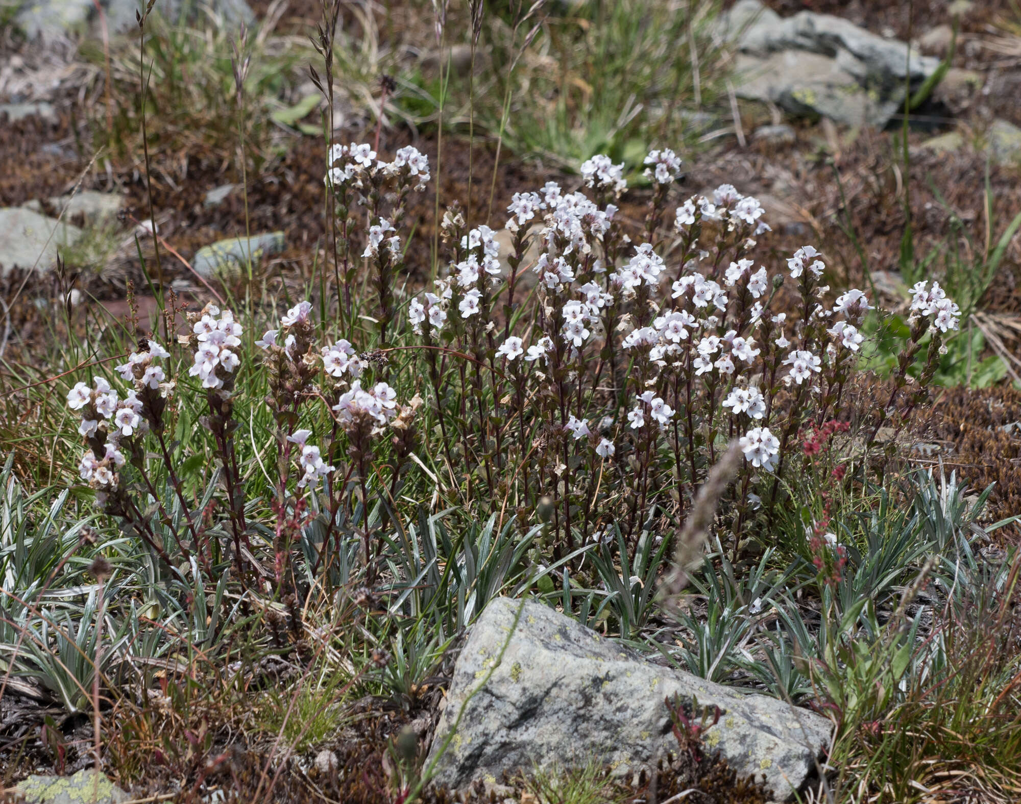 Sivun Euphrasia collina R. Br. kuva