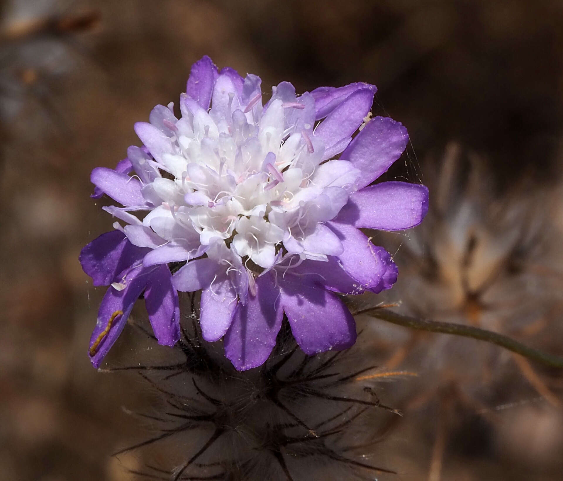 Image of Sixalix arenaria (Forsk.) W. Greuter & Burdet