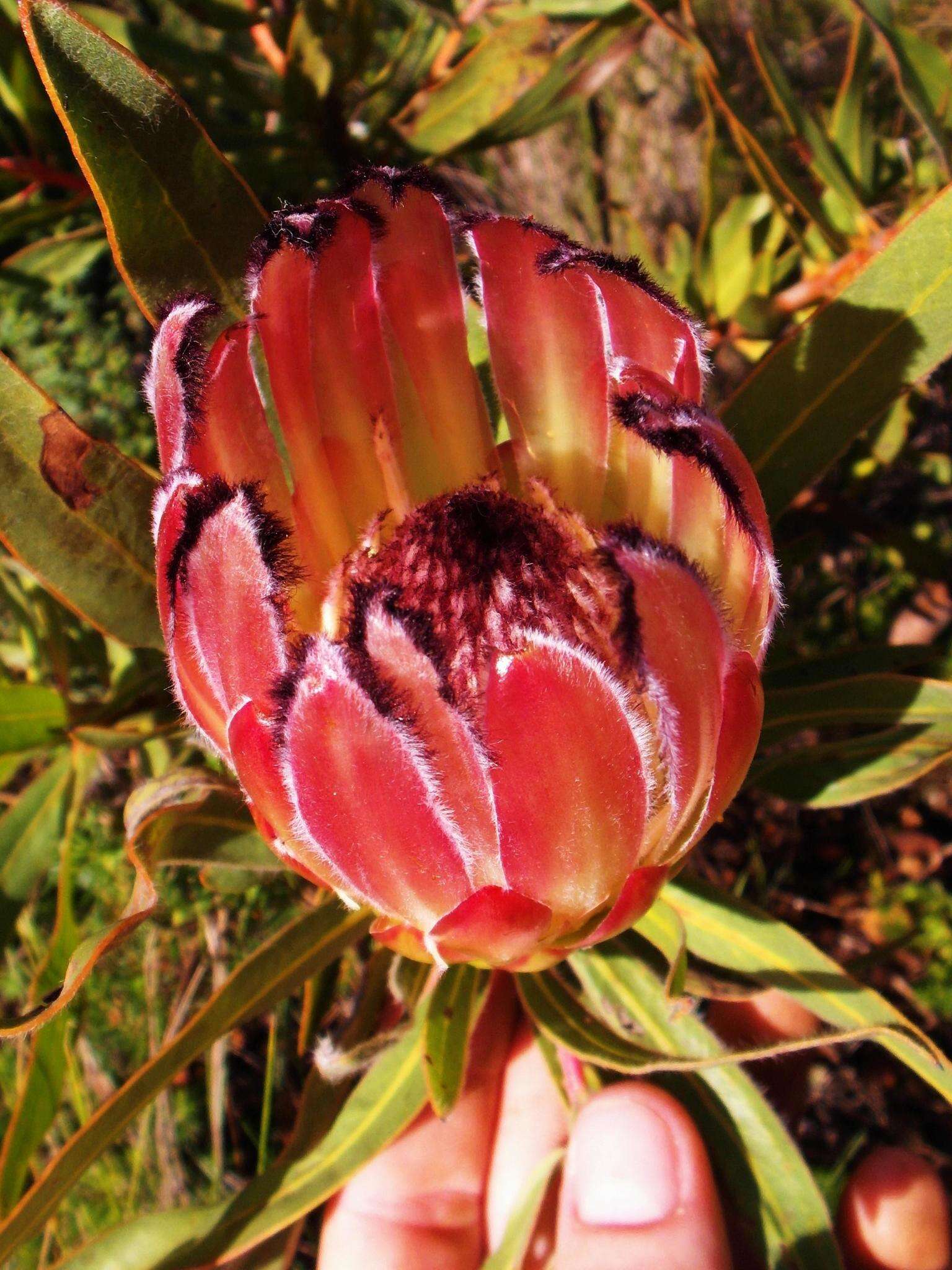 Image de Protea burchellii Stapf