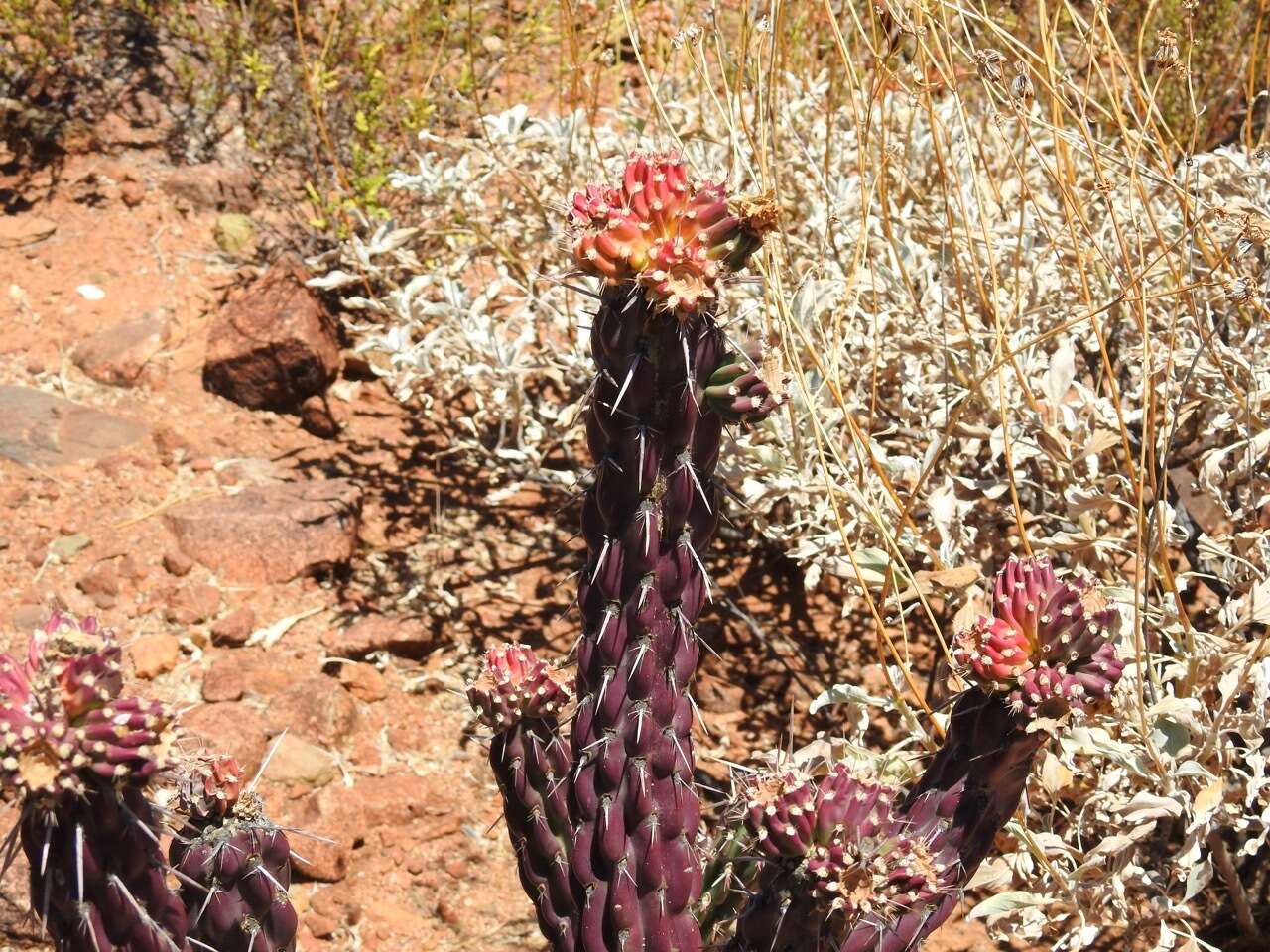 Image of Cylindropuntia californica var. rosarica (G. E. Linds.) Rebman