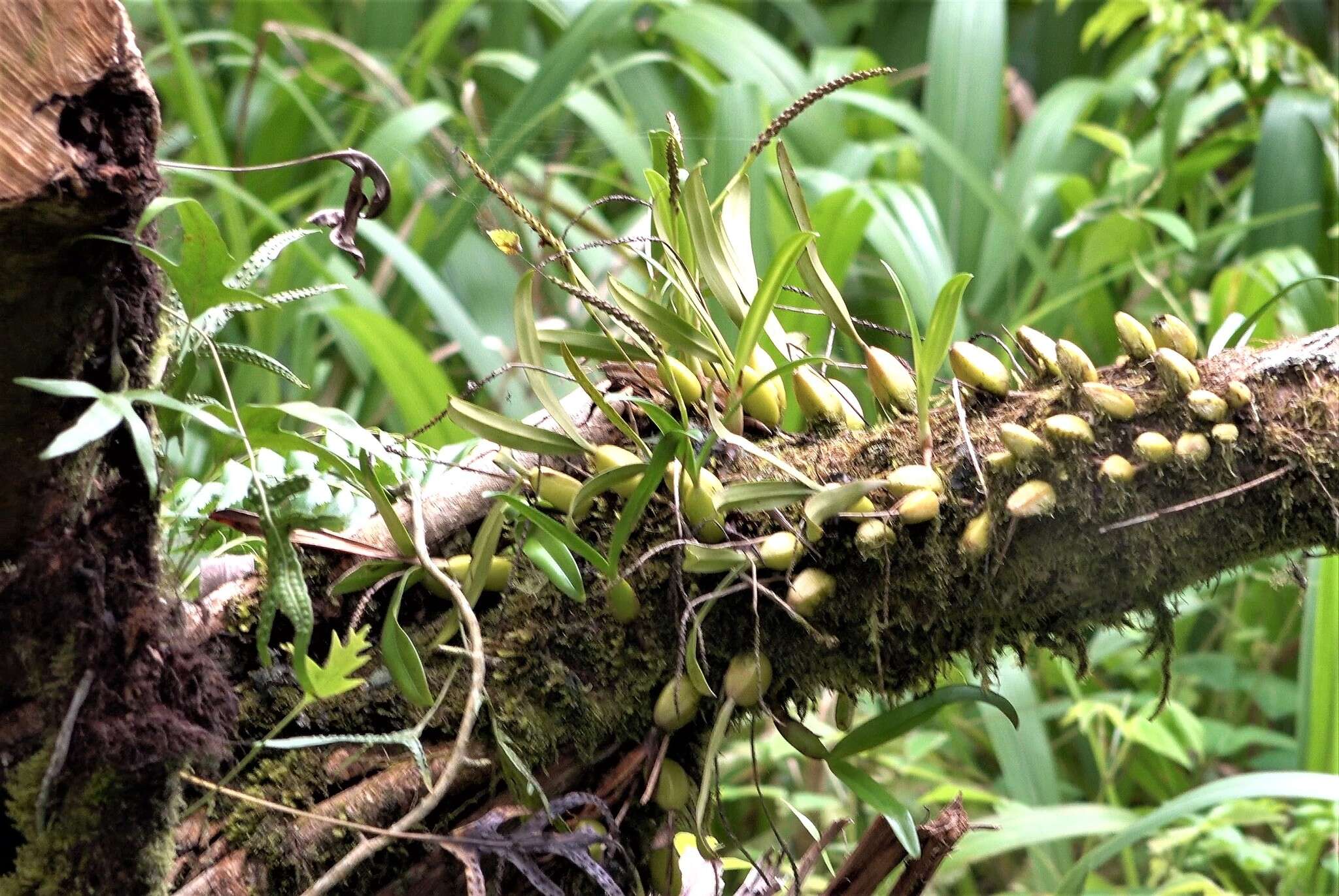 Image of Bulbophyllum comorianum H. Perrier