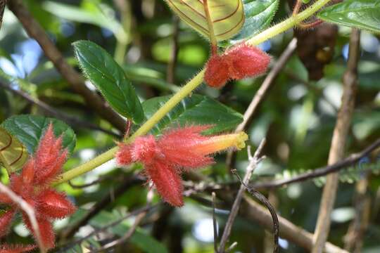 Image of Columnea laciniata