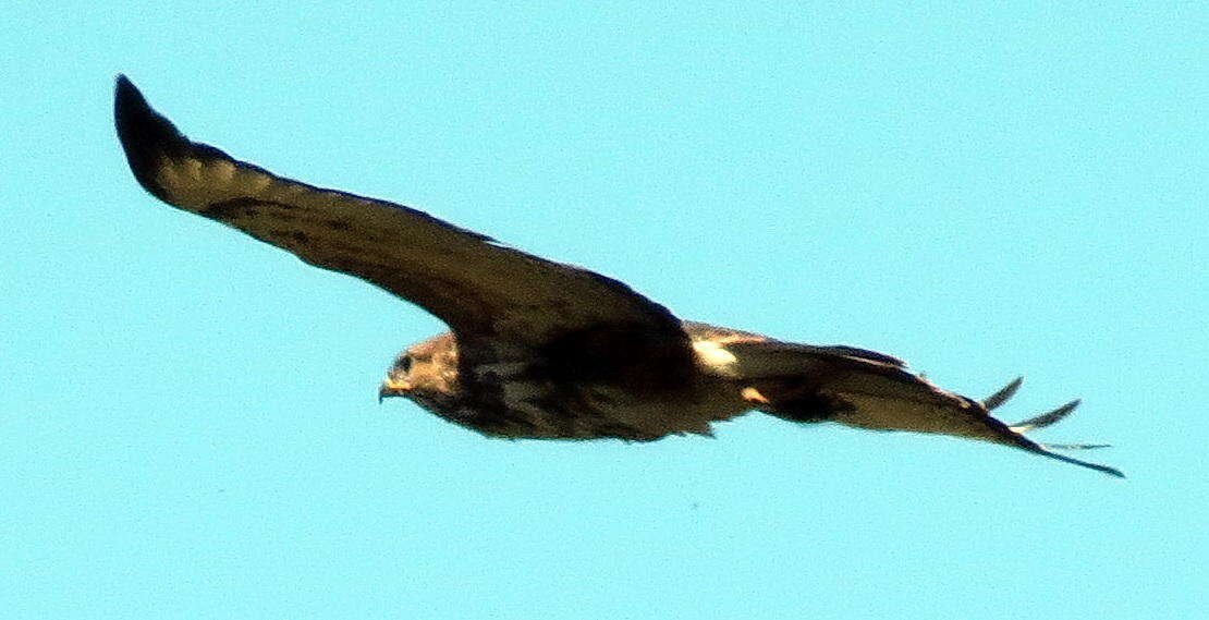 Image of Forest Buzzard