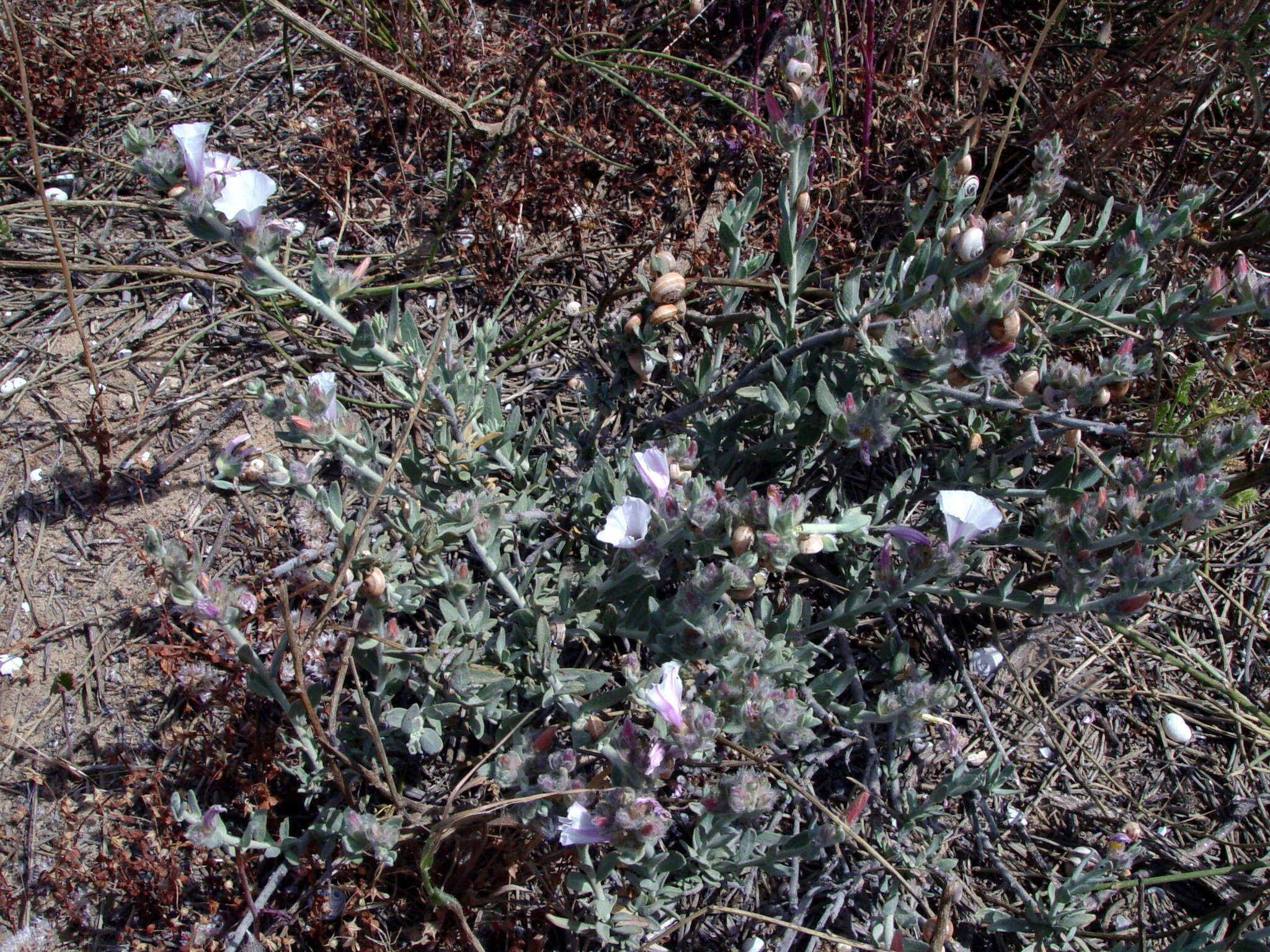 Слика од Convolvulus lanatus Vahl