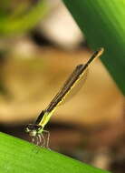 Image of <i>Agriocnemis <i>falcifera</i></i> falcifera