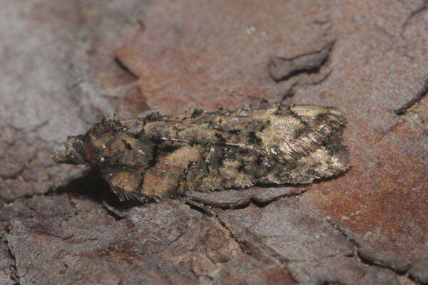 Image of Acleris abietana Hübner 1823