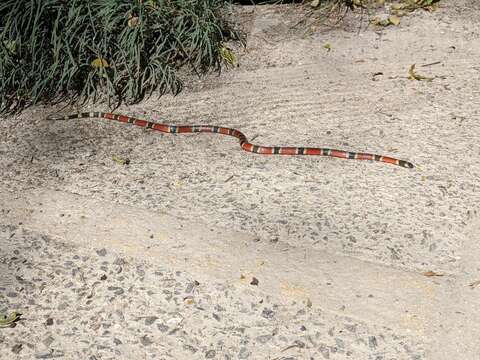 Image of Black-banded Coral Snake