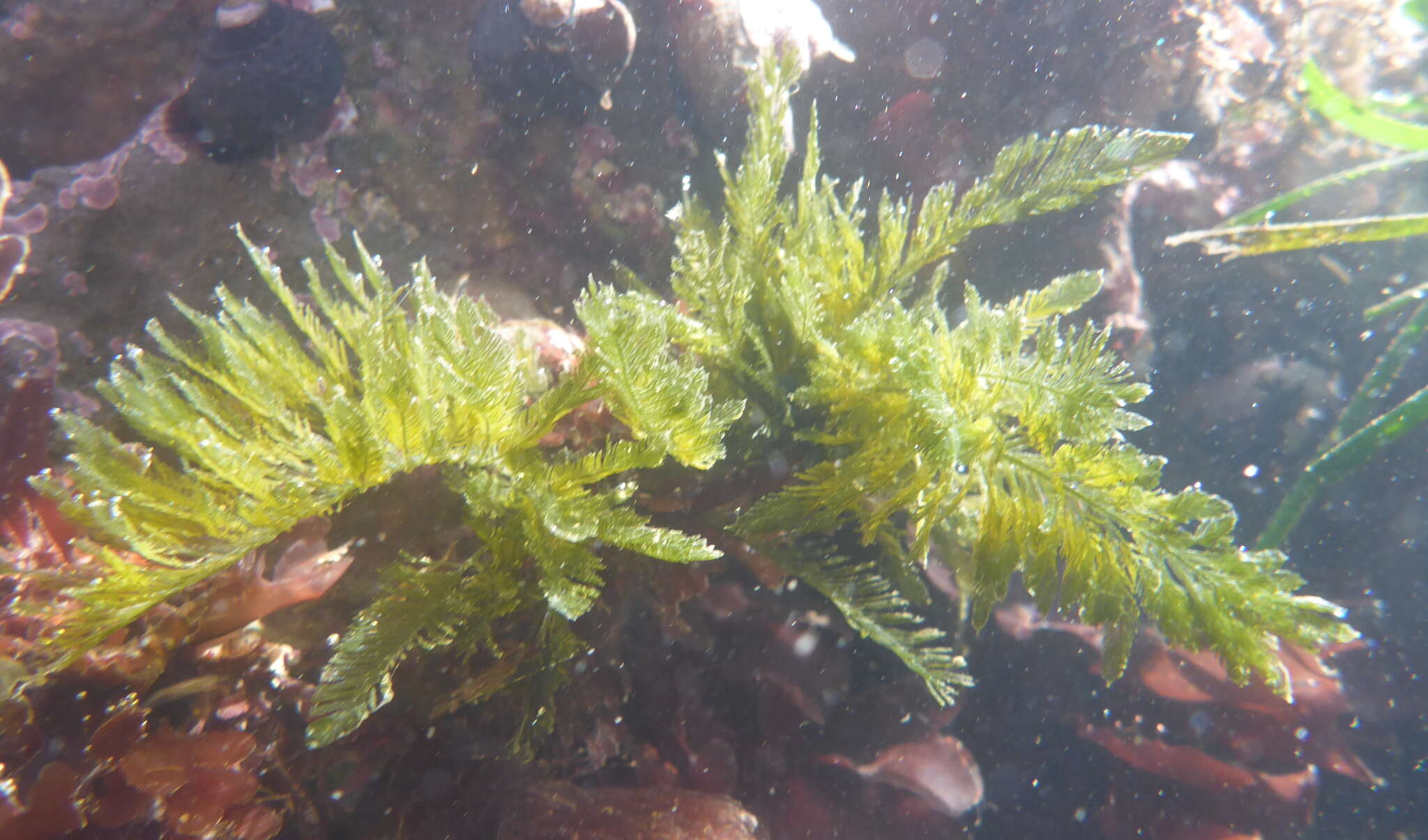 Слика од Bryopsis corticulans