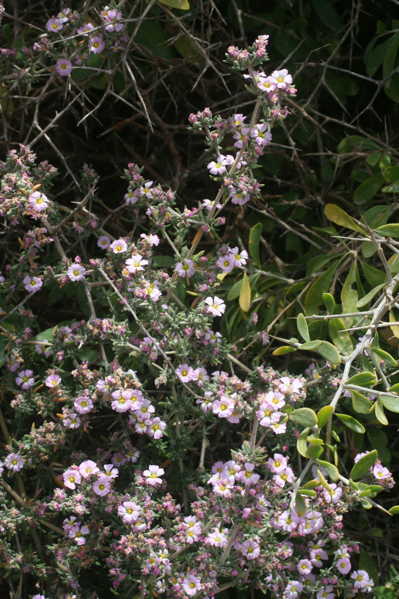 Image de Frankenia corymbosa Desf.