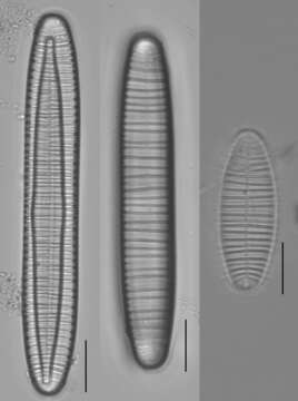 Imagem de Diatoma vulgaris