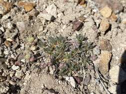 Image of gray buckwheat