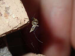 Imagem de Aedes imperfectus Dobrotworsky 1962