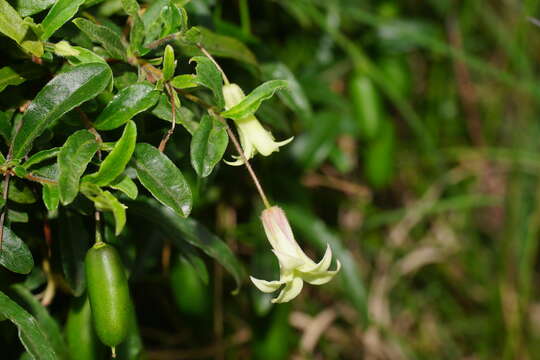 Imagem de Billardiera scandens Sm.