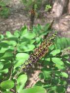 Image of shining false indigo