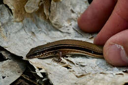 Image of Lowlands Plain-backed Ctenotus