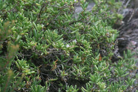 Image of Delosperma truteri Lavis