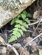 Image of Reeves' bladderfern