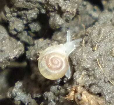 Image of eccentric grass snail