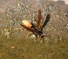 Image of <i>Polistes <i>comanchus</i></i> comanchus