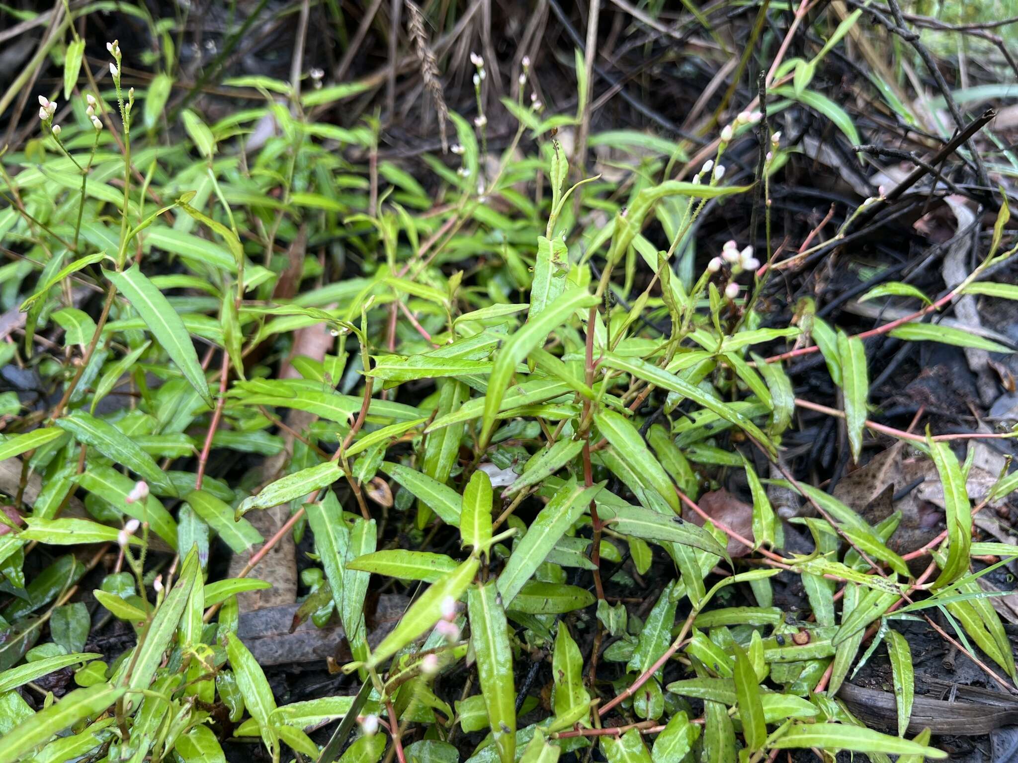 Sivun Persicaria praetermissa (Hook. fil.) Hara kuva