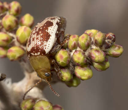 Image of Sumac Flea Beetle
