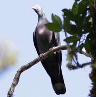 Image of Bolle's Laurel Pigeon