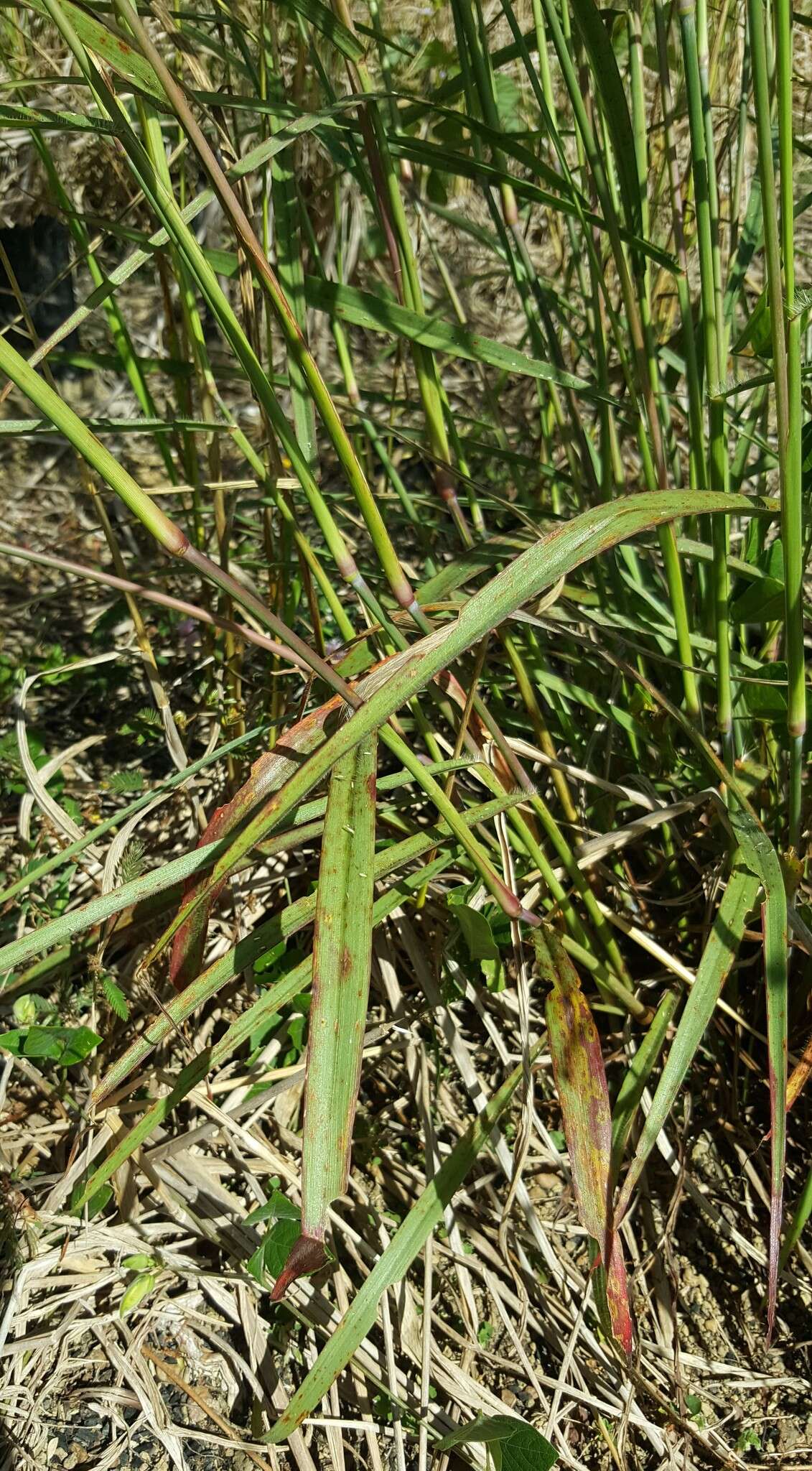 Sivun Cenchrus polystachios (L.) Morrone kuva