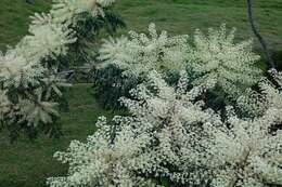 Image de Aralia bipinnata Blanco